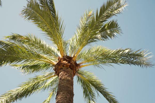 Palm Tree Pruning in Sequim