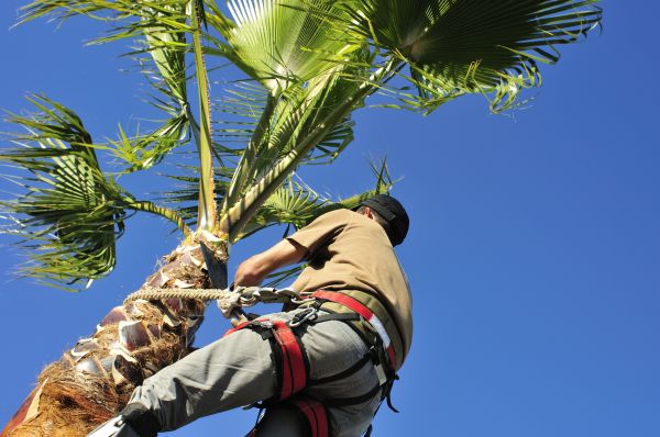 Palm Tree Trimming in Sequim