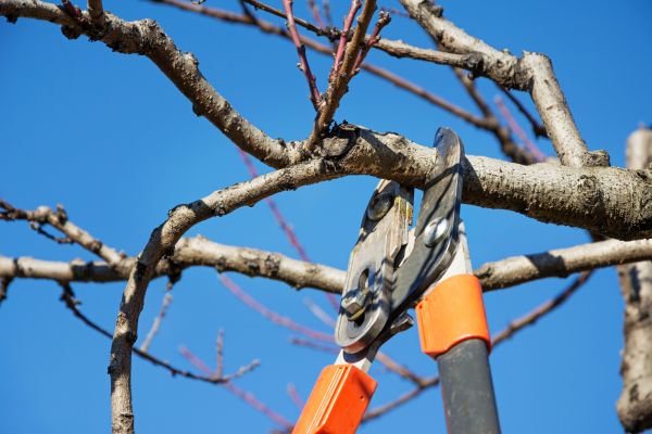 Residential Tree Service in Sequim
