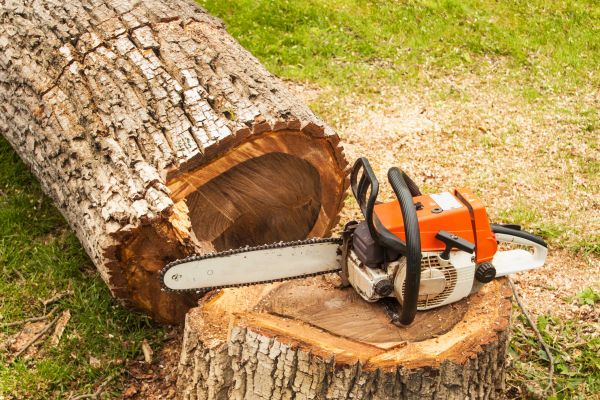 Tree Cutting Service in Sequim