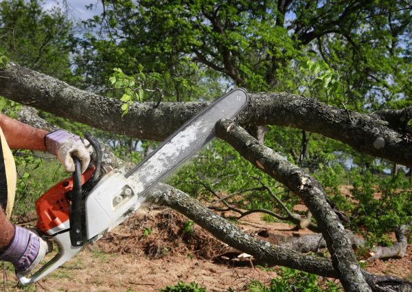 Tree Lopping Service in Sequim