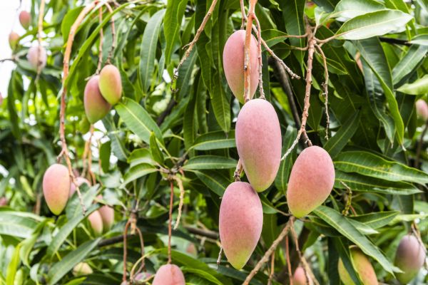 Cost of Mango Tree Trimming in Sequim