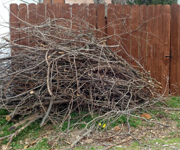 Dead Branch Removal in Sequim