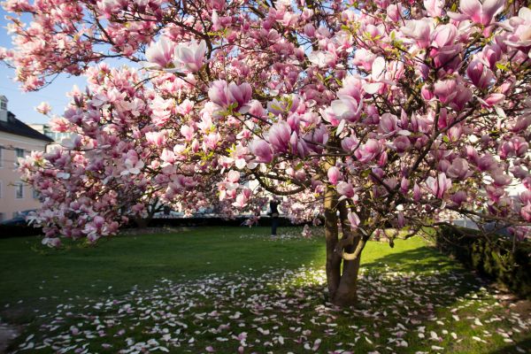 Cost of Ornamental Tree Pruning in Sequim