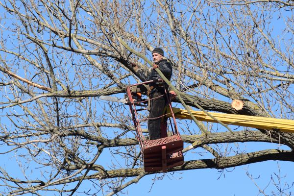 Emergency Tree Trimming in Sequim