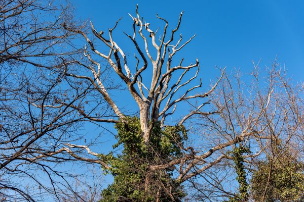 Deadwood Removal in Sequim