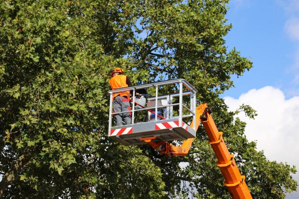 Commercial Tree Service in Sequim