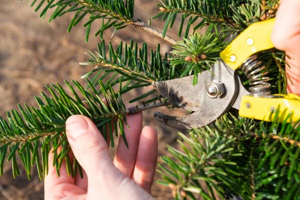Pine Tree Pruning in Sequim