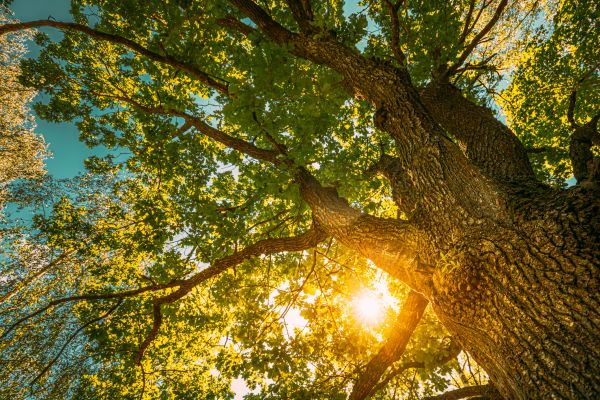 Oak Tree Pruning in Sequim