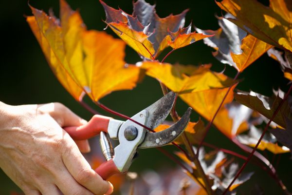 Maple Tree Pruning in Sequim