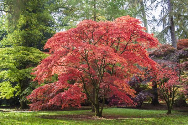 Japanese Maple Pruning in Sequim