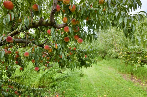 Peach Tree Pruning in Sequim