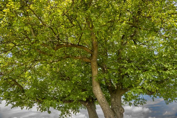 Cost of Walnut Tree Trimming in Sequim