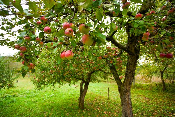 Apple Tree Pruning in Sequim