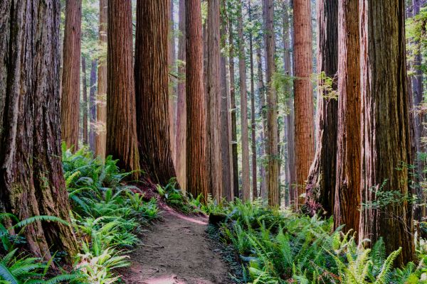 Cost of Redwood Tree Trimming in Sequim