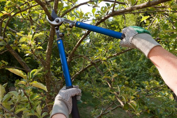 Cost of Residential Tree Pruning in Sequim