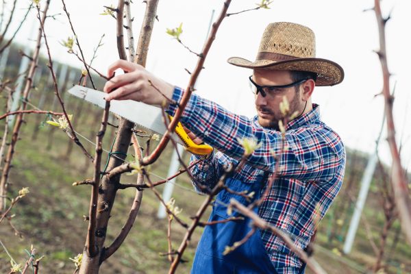 Orchard Tree Pruning in Sequim