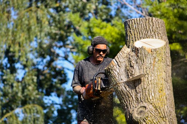 Cost of Ash Tree Pruning in Sequim