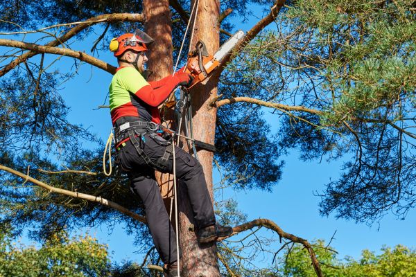 Canopy Pruning in Sequim