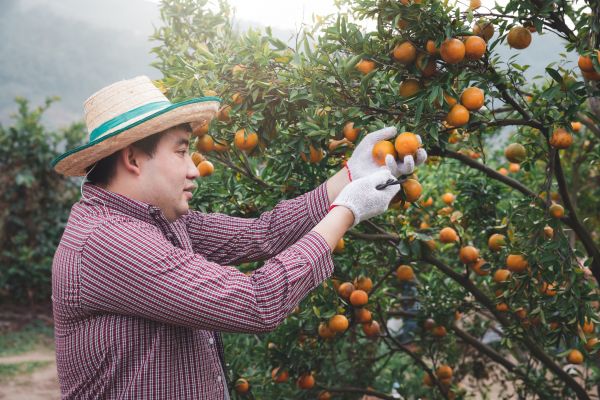 Orange Tree Pruning in Sequim