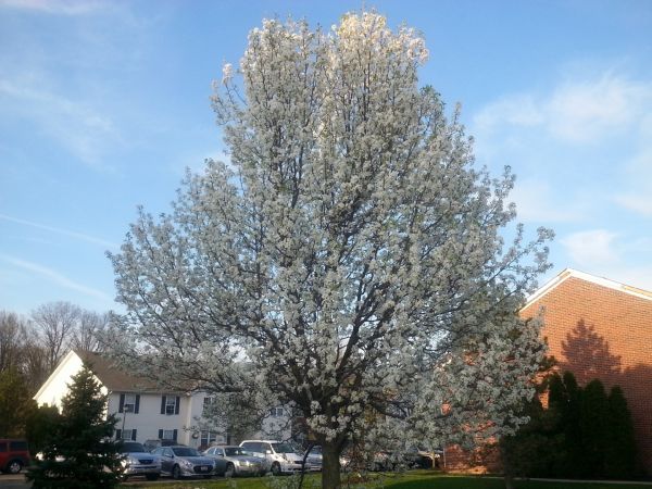 Bradford Pear Tree Pruning in Sequim