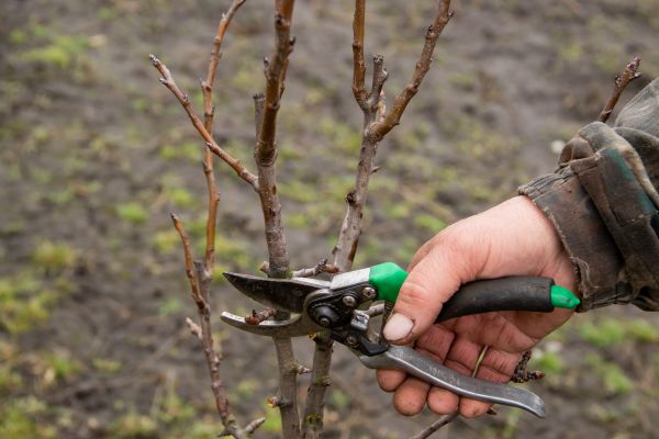 Pear Trees Pruning in Sequim
