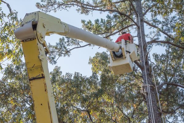 Limbs Trimming in Sequim