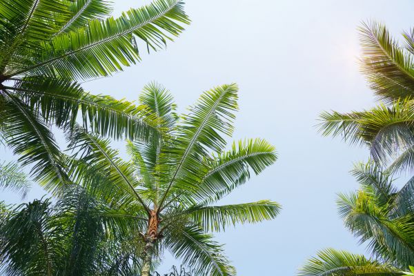 Queen Palm Tree Trimming in Sequim