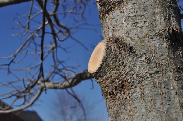 Cost of Limb Pruning in Sequim