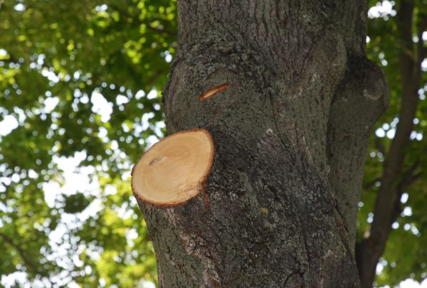 Cost of Limb Cutting in Sequim