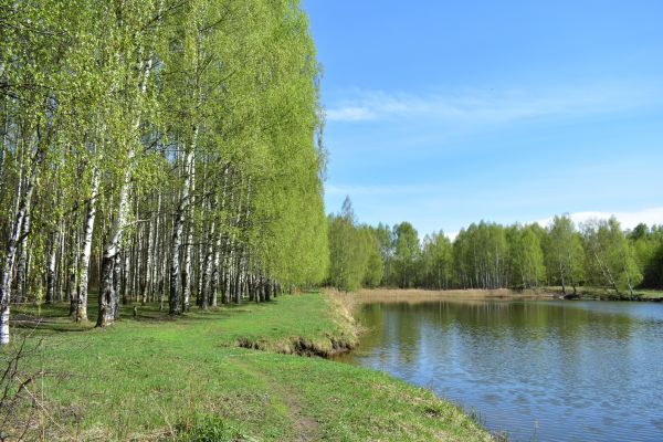 River Birch Pruning in Sequim