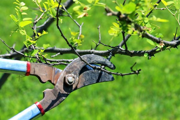 Cost of Branches Pruning in Sequim