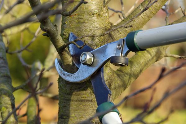 Cost of Tree Limb Trimming Service in Sequim