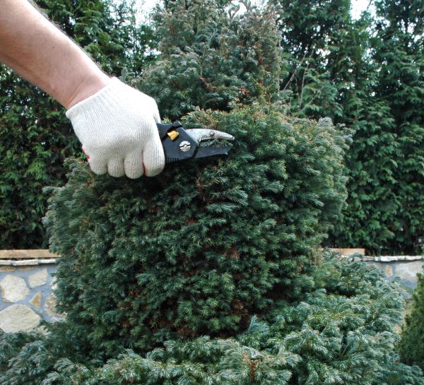 Cost of Ornamental Tree Trimming in Sequim