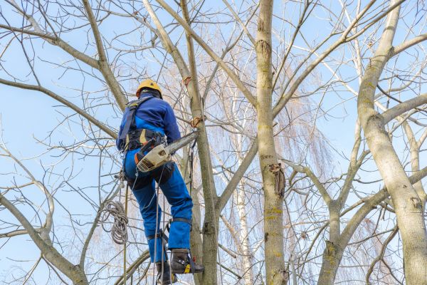 Large Tree Trimming in Sequim