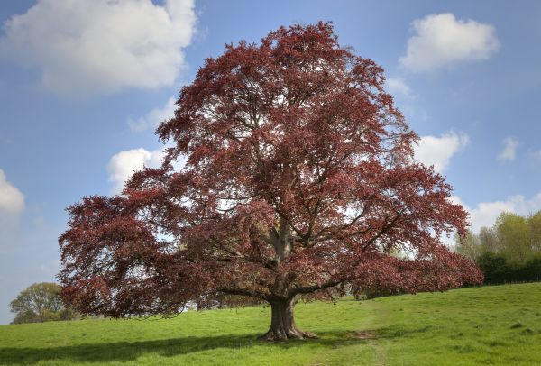Beech Tree Pruning in Sequim