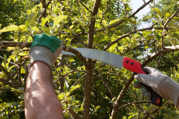Apple Tree Trimming in Sequim
