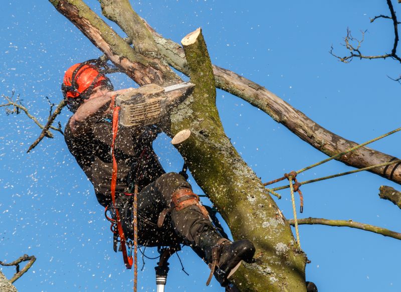 Equipment Used for Tree Trimming